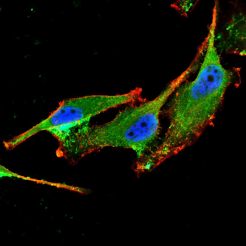 CD24 Antibody