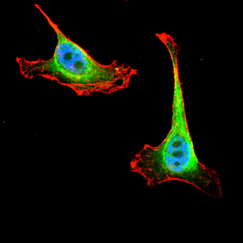 GPNMB Antibody