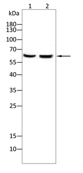 GPNMB Antibody