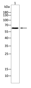 GPNMB Antibody