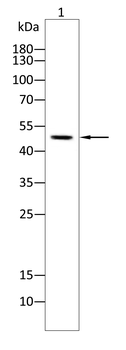 ONECUT3 Antibody