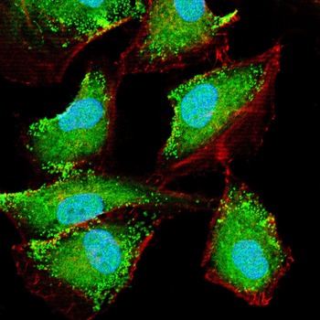 ONECUT3 Antibody