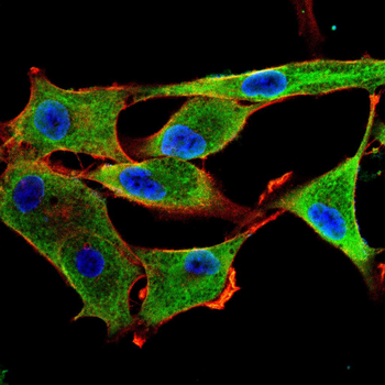 NPC1 Antibody