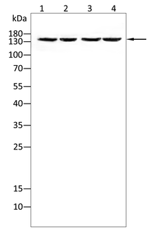 NPC1 Antibody