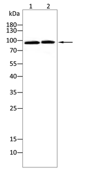 CD22 Antibody