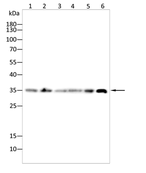 SYCP3 Antibody