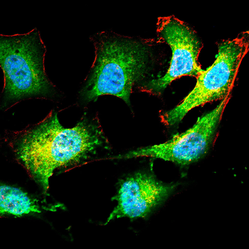 SYCP3 Antibody