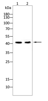 RING1 Antibody