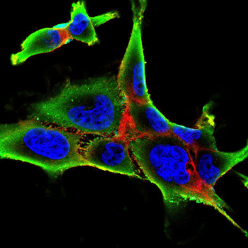 MCAM Antibody