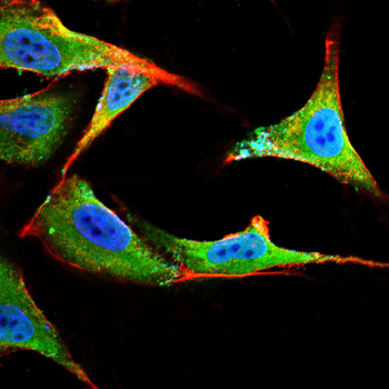 MCAM Antibody