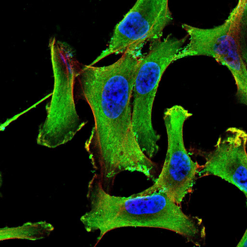 PON1 Antibody