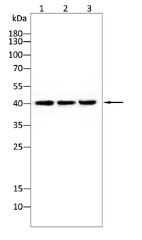 PON1 Antibody