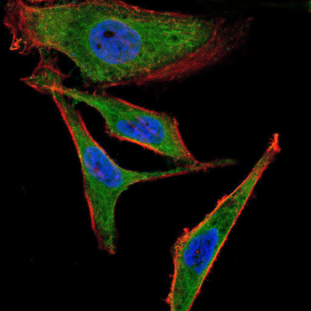 PON1 Antibody