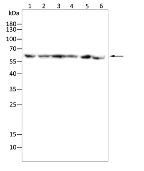 MEF2A Antibody