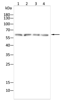 MEF2A Antibody