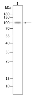 NBN Antibody