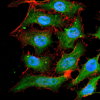 THPO Antibody