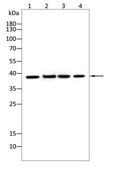 THPO Antibody