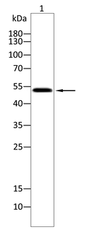 GCK Antibody
