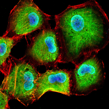 CLGN Antibody