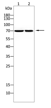 CLGN Antibody