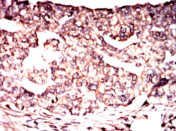 CLGN Antibody