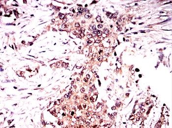 CLGN Antibody