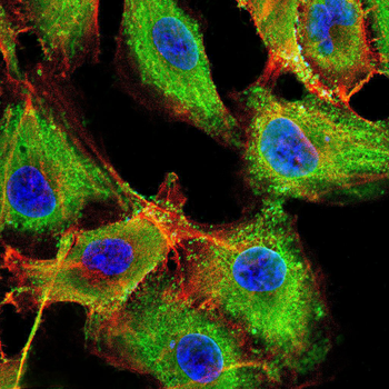 ABCG5 Antibody