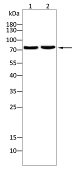 ABCG5 Antibody
