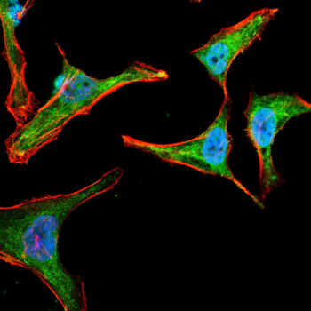 ABCG5 Antibody
