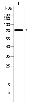 ABCG5 Antibody