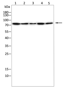 ABCG5 Antibody