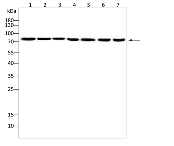 GAB2 Antibody