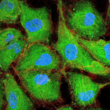 FSHB Antibody