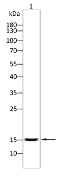 FSHB Antibody