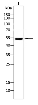 DAPK3 Antibody