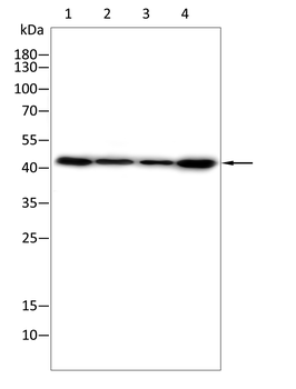 B3GALT4 Antibody