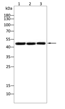 MAP2K5 Antibody