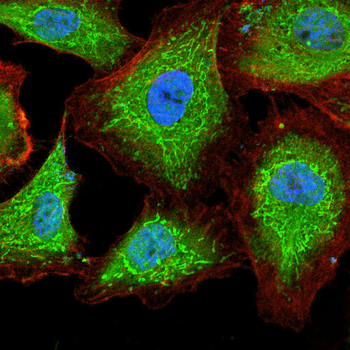 RPTOR Antibody