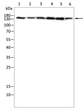 RPTOR Antibody