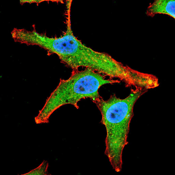 RPTOR Antibody