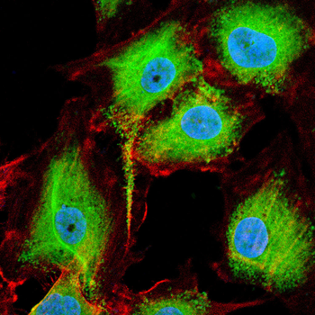 MAPK7 Antibody