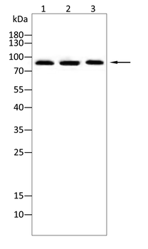 MAPK7 Antibody