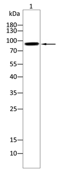 MAPK7 Antibody
