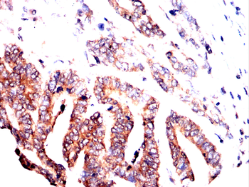 PRL Antibody