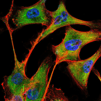 CDH16 Antibody