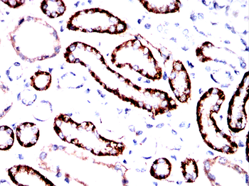 CDH16 Antibody