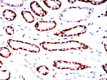 CDH16 Antibody