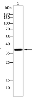PPP1CB Antibody
