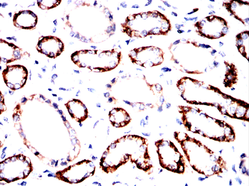 CDH16 Antibody